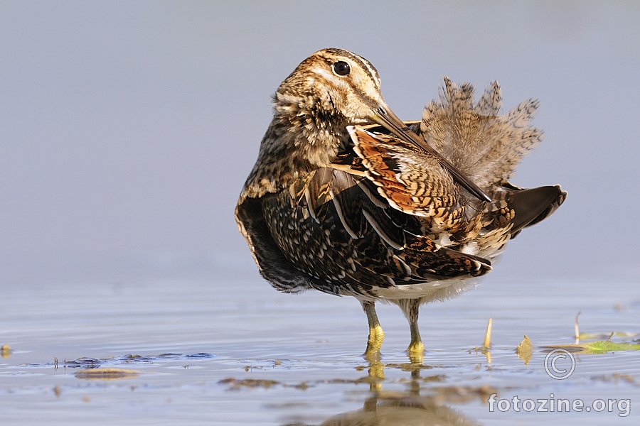 Šljuka kokošica (Gallinago gallinago)