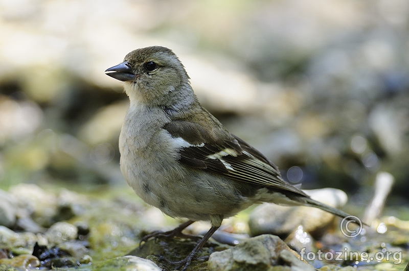 Zeba (Fringilla coelebs)