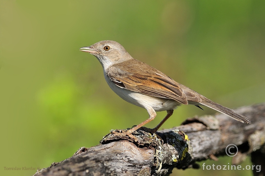 Grmuša pjenica (Sylvia communis)