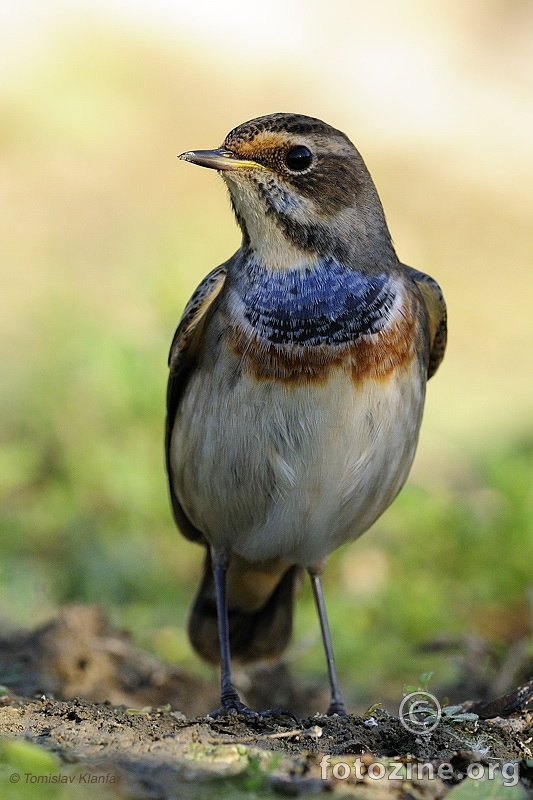 Modrovoljka (Luscinia svecica)