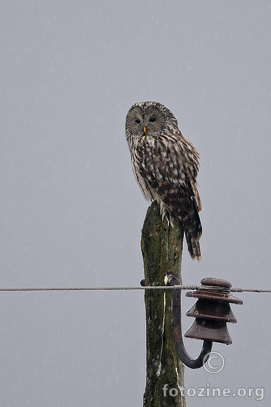 Sova jastrebača (Strix uralensis)