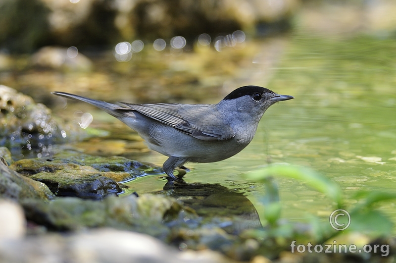 Crnaoglava grmuša (Sylvia atricapilla)