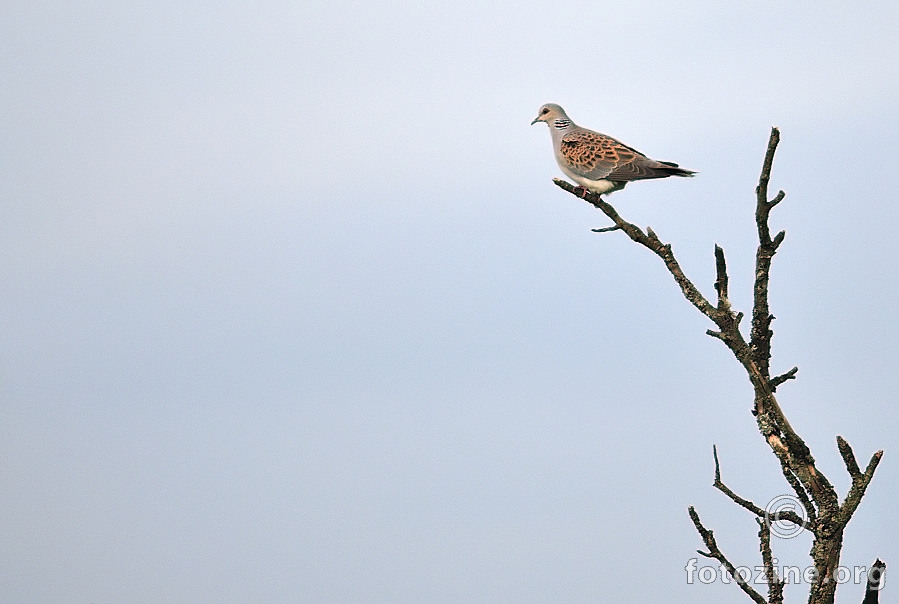 Divlja grlica (Streptopelia turtur)