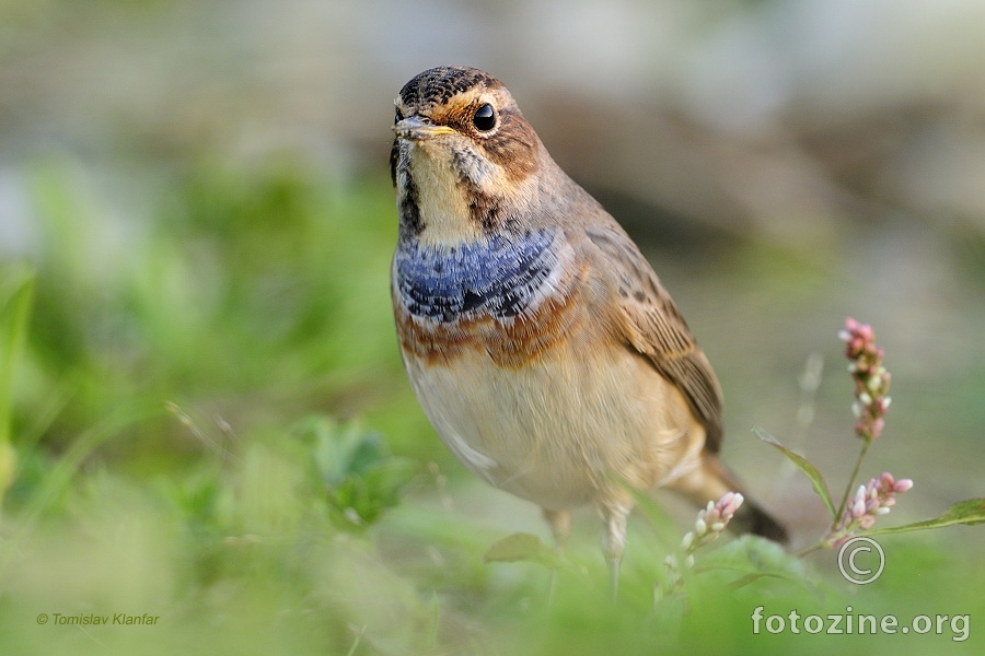 Modrovoljka (Luscinia svecica)