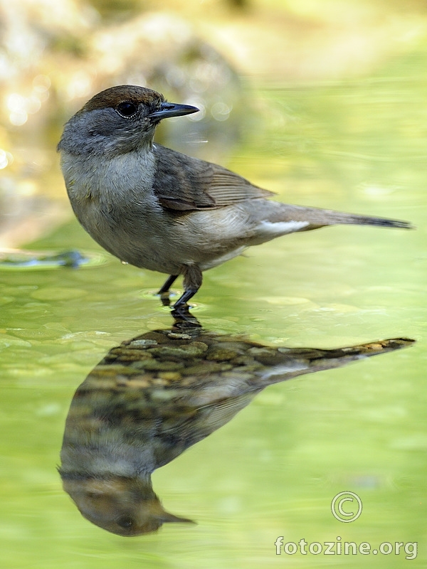 Crnokapa grmuša  (Sylvia atricapilla)