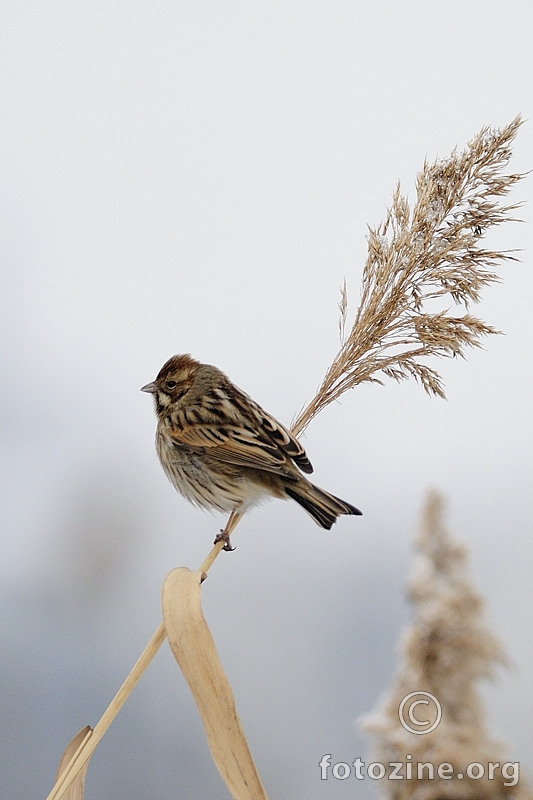 Močvarna strnadica (Emberiza schoeniclus)