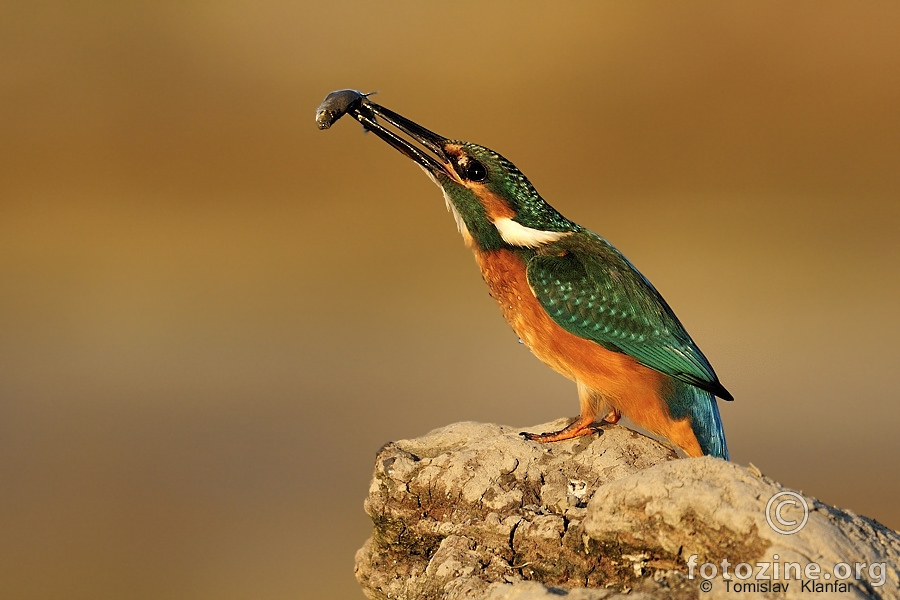 Vodomar (Alcedo atthis)