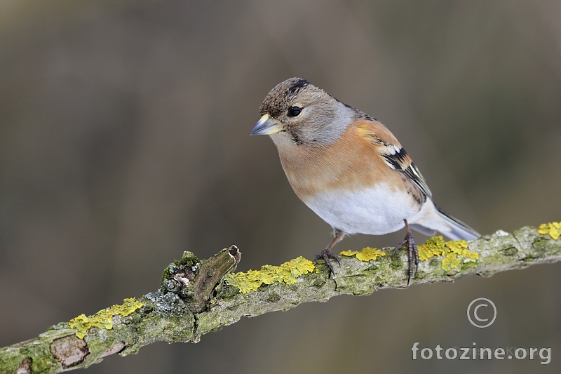 Sjeverna zeba (Fringilla montifringilla)