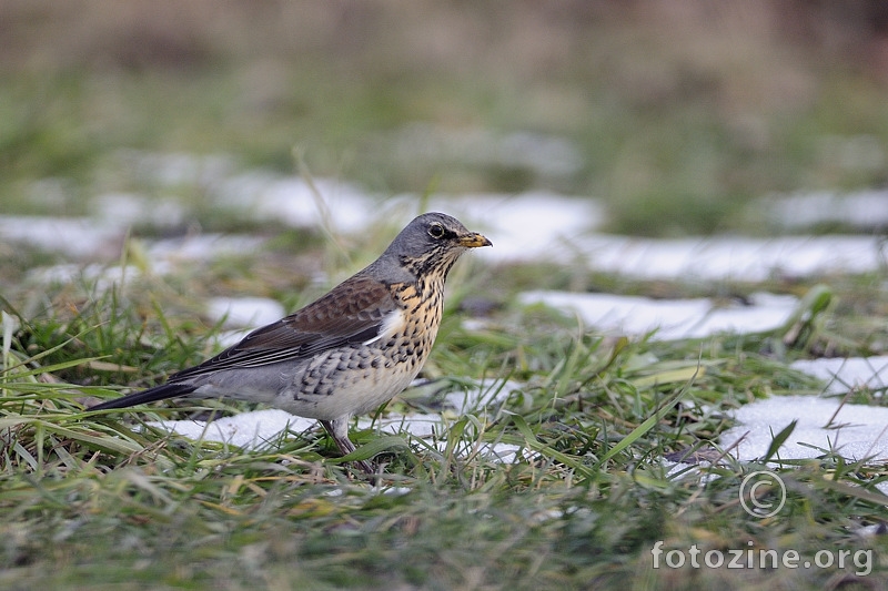 Drozd bravenjak (Turdus pilaris)