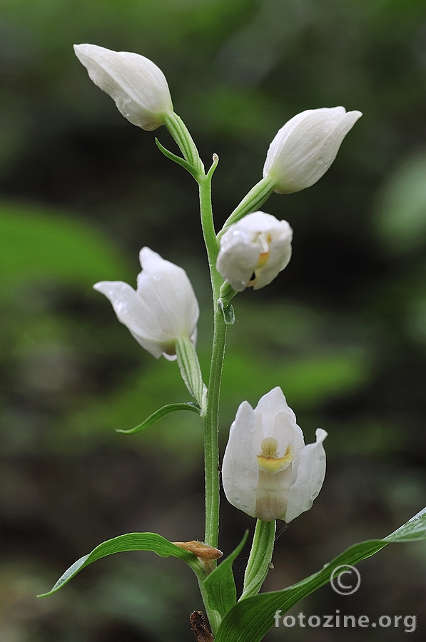 Bijela naglavica (Cephalanthera alba)