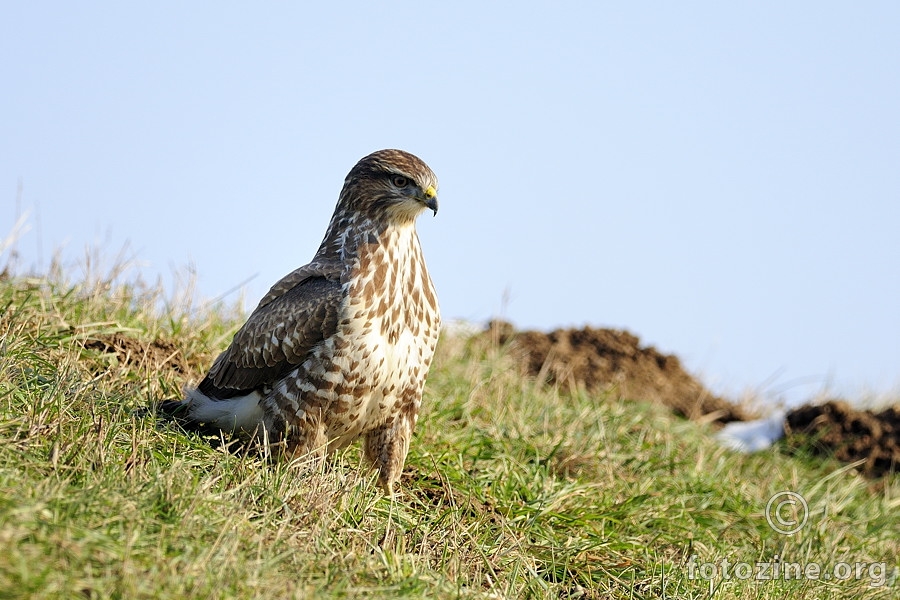 Škanjac mišar (Buteo buteo)