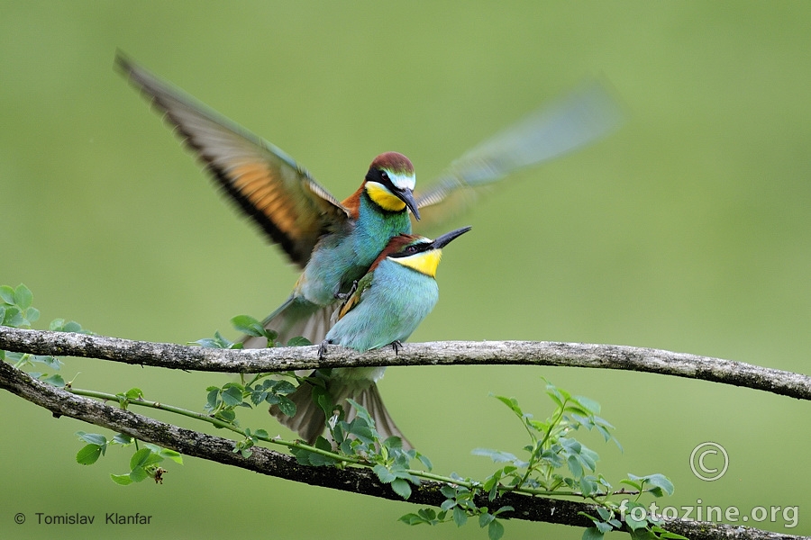 Pčelarice (Merops apiaster)