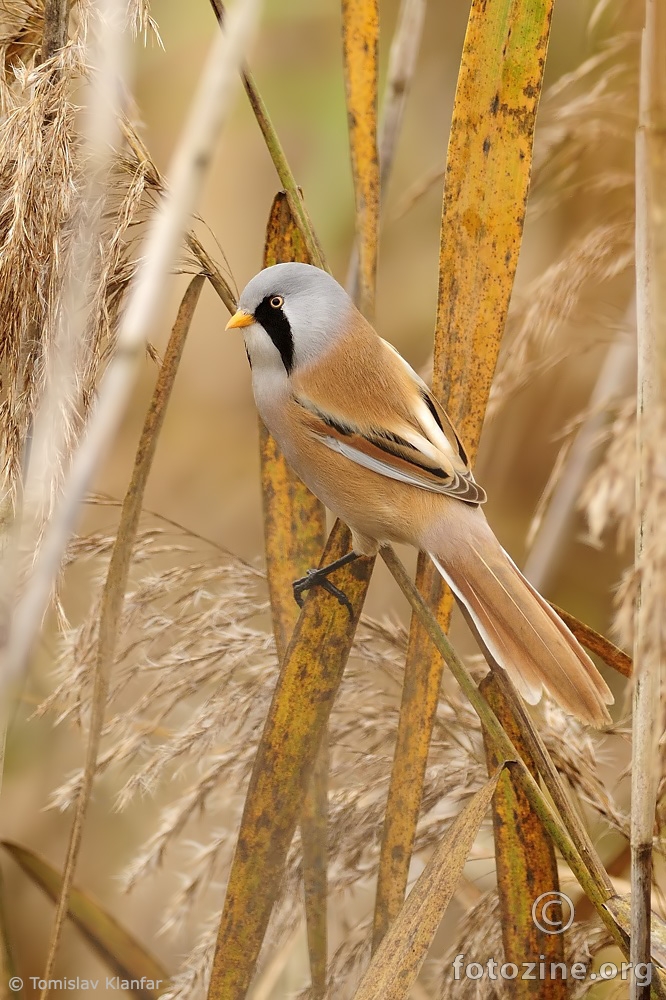 Brkata sjenica (Panurus biarmicus)