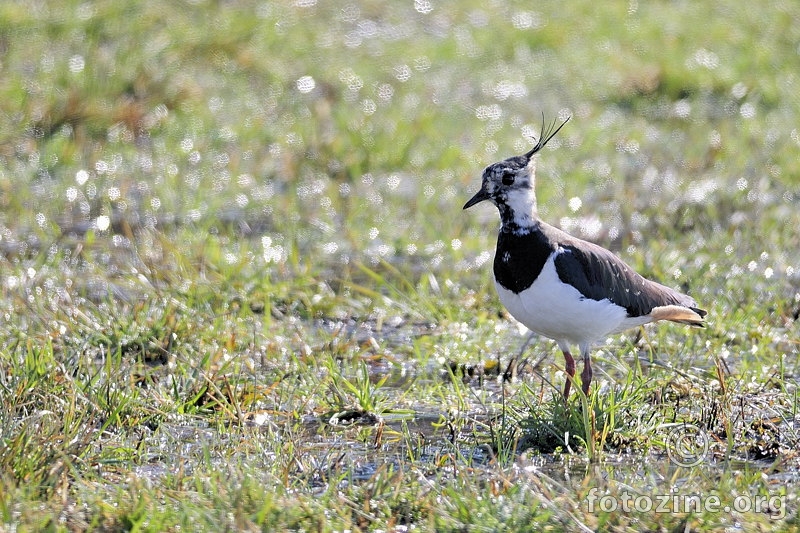 Vivak (Vanellus vanellus)