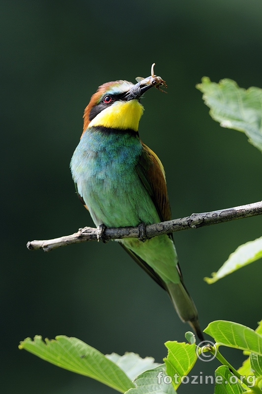 Pčelarica (Merops apiaster)