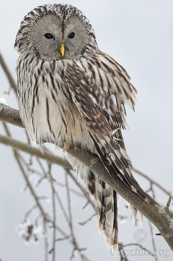 Sova jastrebača (Strix uralensis)