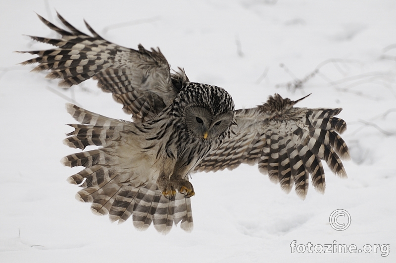 Sova jastrebača (Strix uralensis)