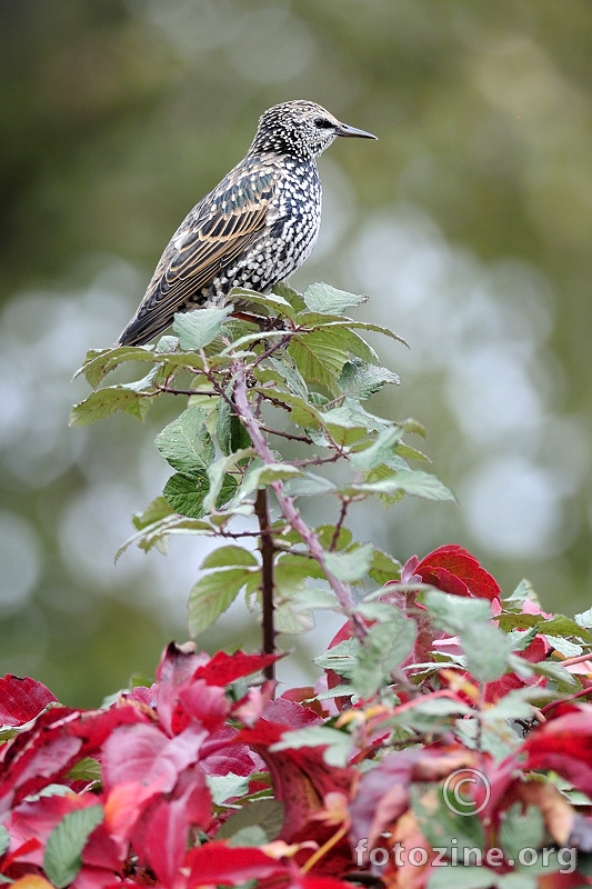 Čvorak (Sturnus vulgaris)