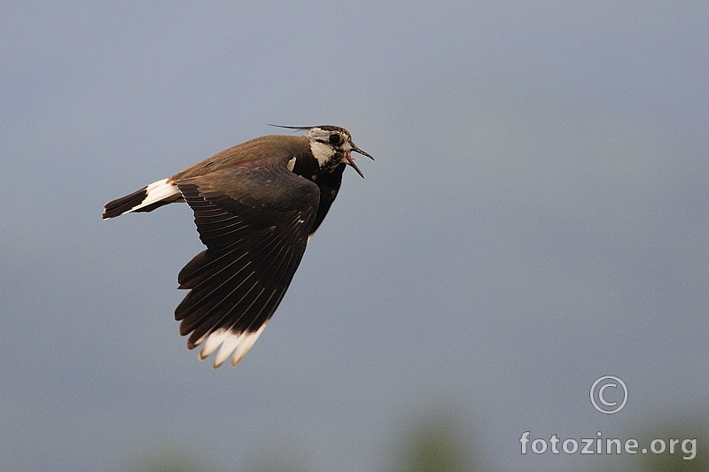 Vivak (Vanellus vanellus)