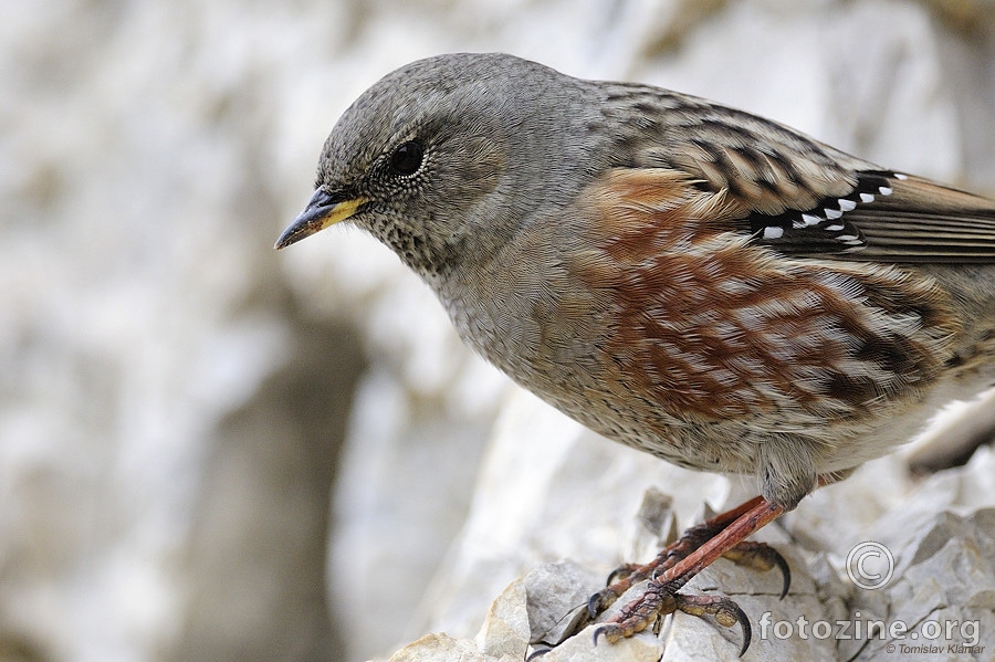 Alpski popić (Prunella collaris)