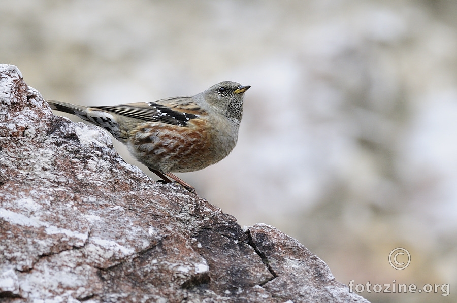 Alpski popić (Prunella collaris)