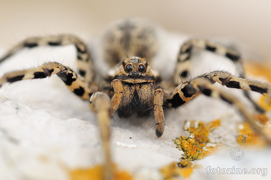 Tarantula (Tarentula fasciiventris)