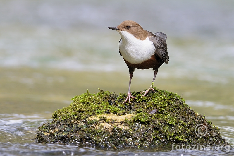 Vodenkos (Cinclus aquaticus)