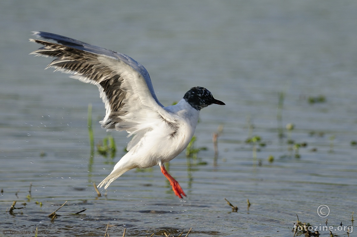 Mali galeb (Larus minutus)