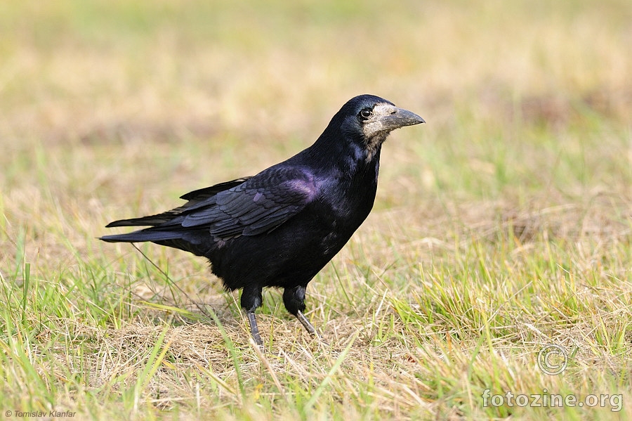 Gačac (Corvus frugilegus)