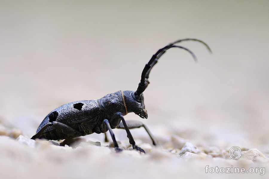 Velika četveropjega cvilidreta (Morimus funereus)