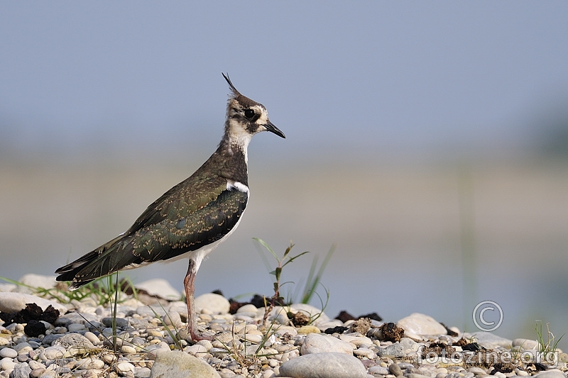 Vivak (Vanellus vanellus)