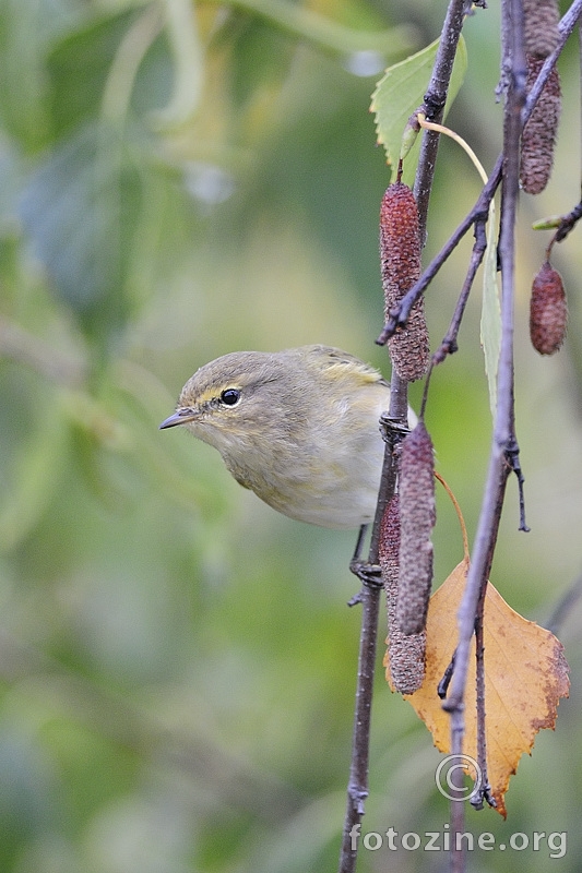 Obični zviždak (Phylloscopus collybita)