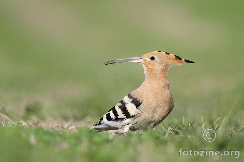 Pupavac (Upupa epops)