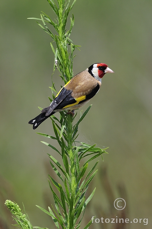 Češljugar (Carduelis carduelis)