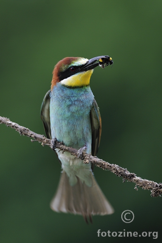 Pčelarica  (Merops apiaster)