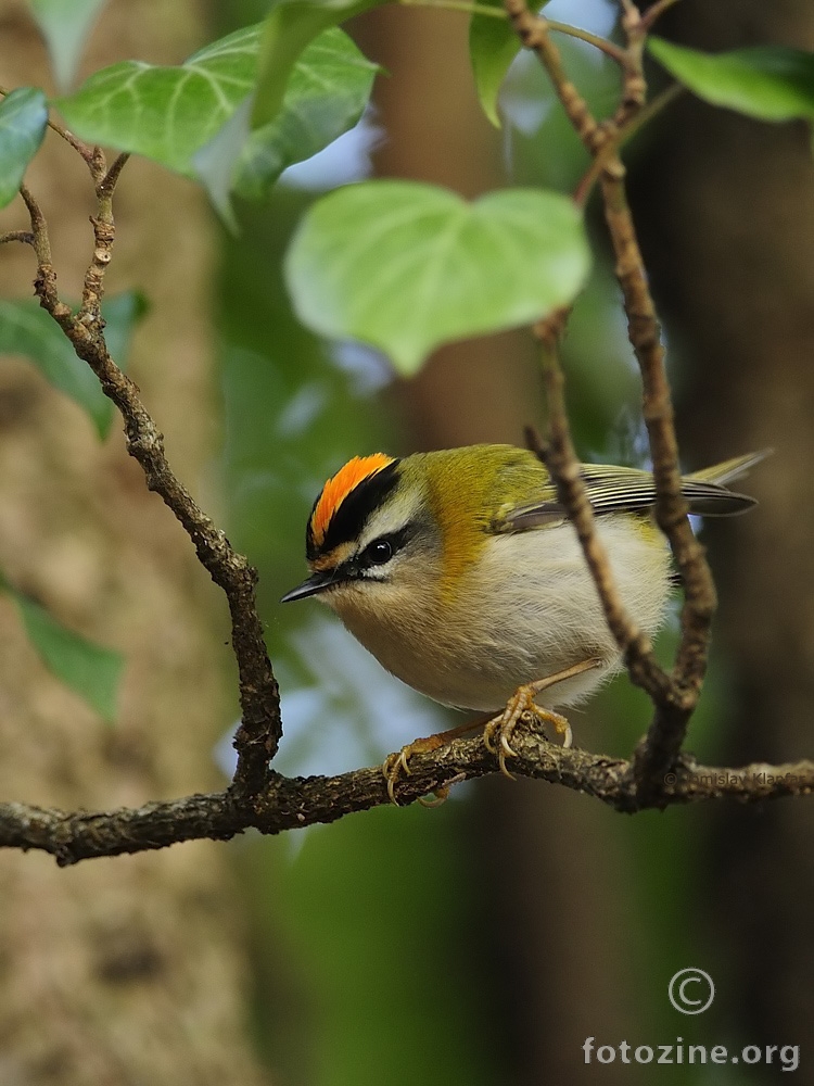 Vatroglavi kraljić (Regulus ignicapilla)