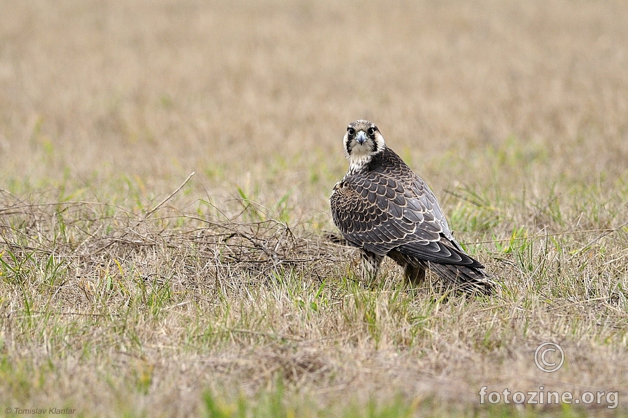 Sivi sokol (Falco peregrinus)