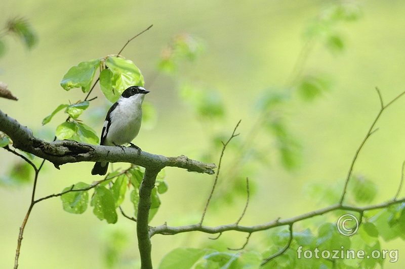 Bjelovrata muharica (Ficedula albicolis)