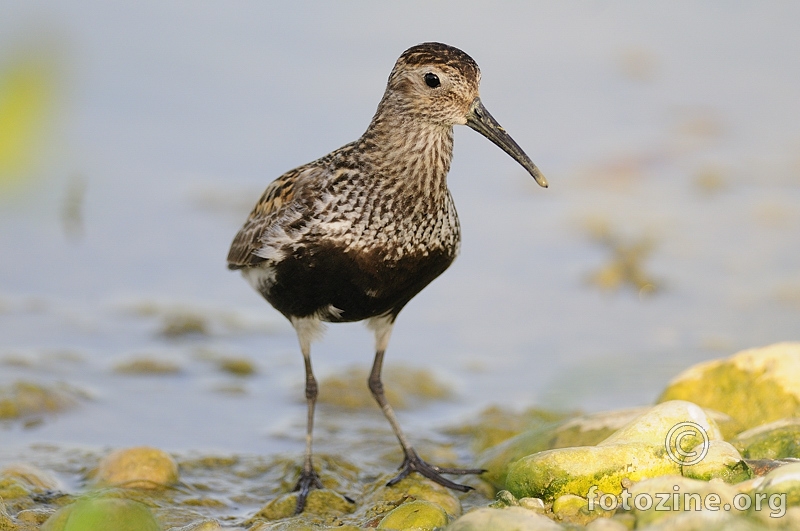 Žalar cirikavac (Calidris alpina)