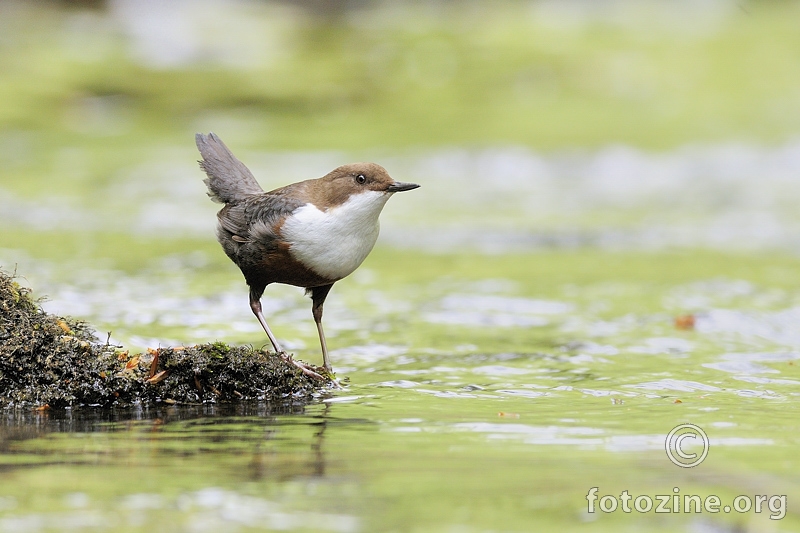 Vodenkos (Cinclus cinclus)