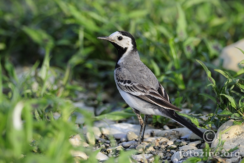 Bijela pastirica (Motacilla alba)