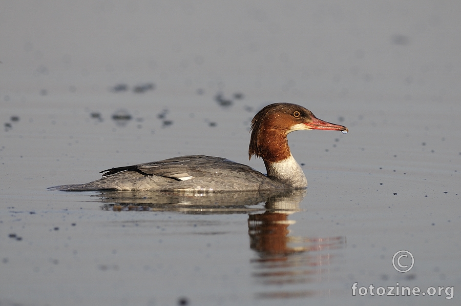 Veliki ronac (Mergus merganser)