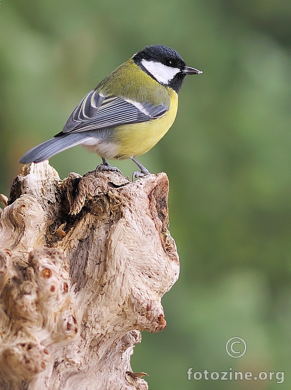 Velika sjenica (Parus major)