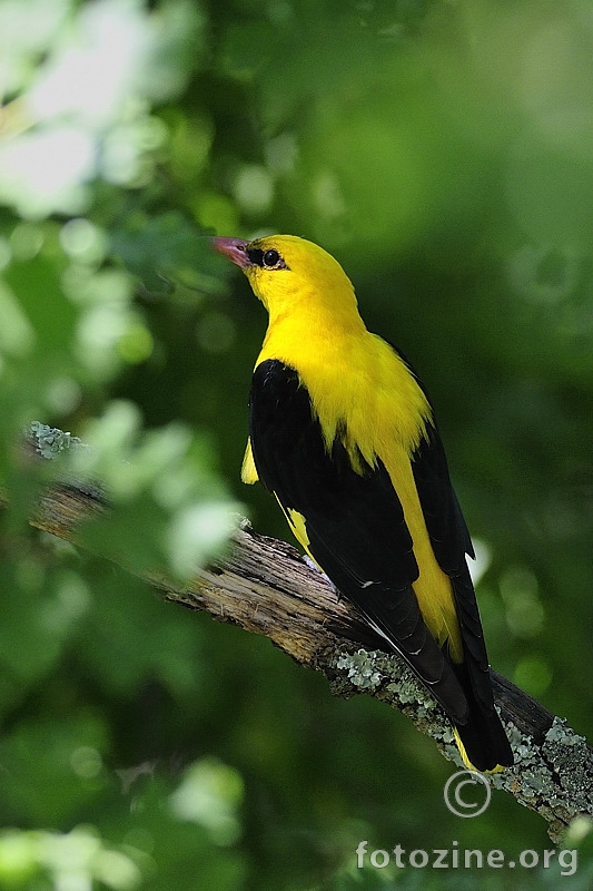 Zlatna vuga (Oriolus oriolus)