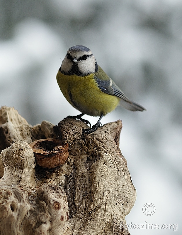 Plavetna sjenica (Parus caeruleus)