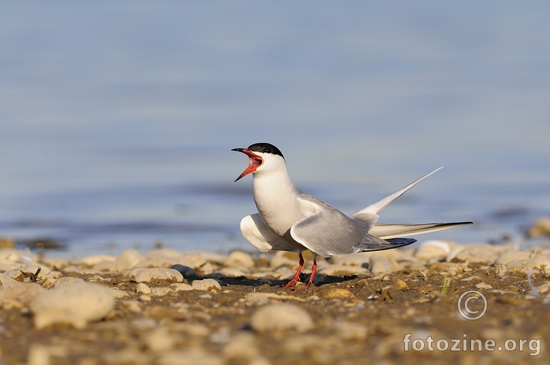 Obična čigra (Sterna hirundo)