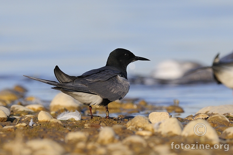 Crna čigra (Chlidonias niger)