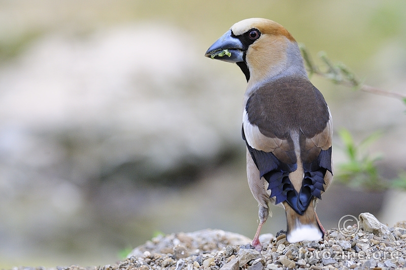 Batokljun (Coccothraustes coccothraustes)