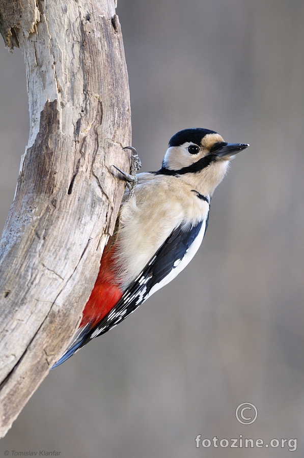 Veliki djetlić (Dendrocopos major)