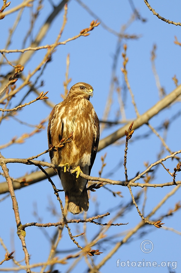 Škanjac mišar (Buteo buteo)